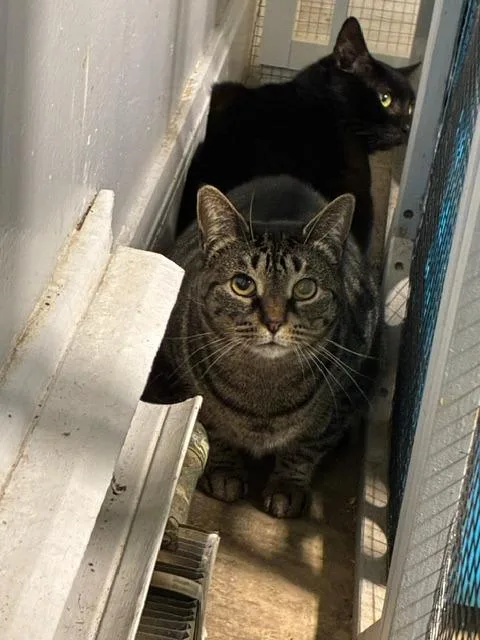 An adult medium-sized female Domestic Short Hair cat named Miss Devine for adoption in Windsor, CT