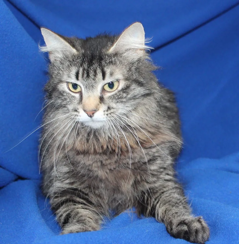 A young medium-sized female Domestic Long Hair cat named Lady for adoption in Prattville, AL