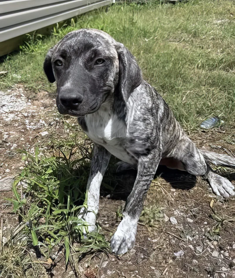 A young medium-sized female Brindle Mixed Breed dog named Maya for adoption in Nashville, TN
