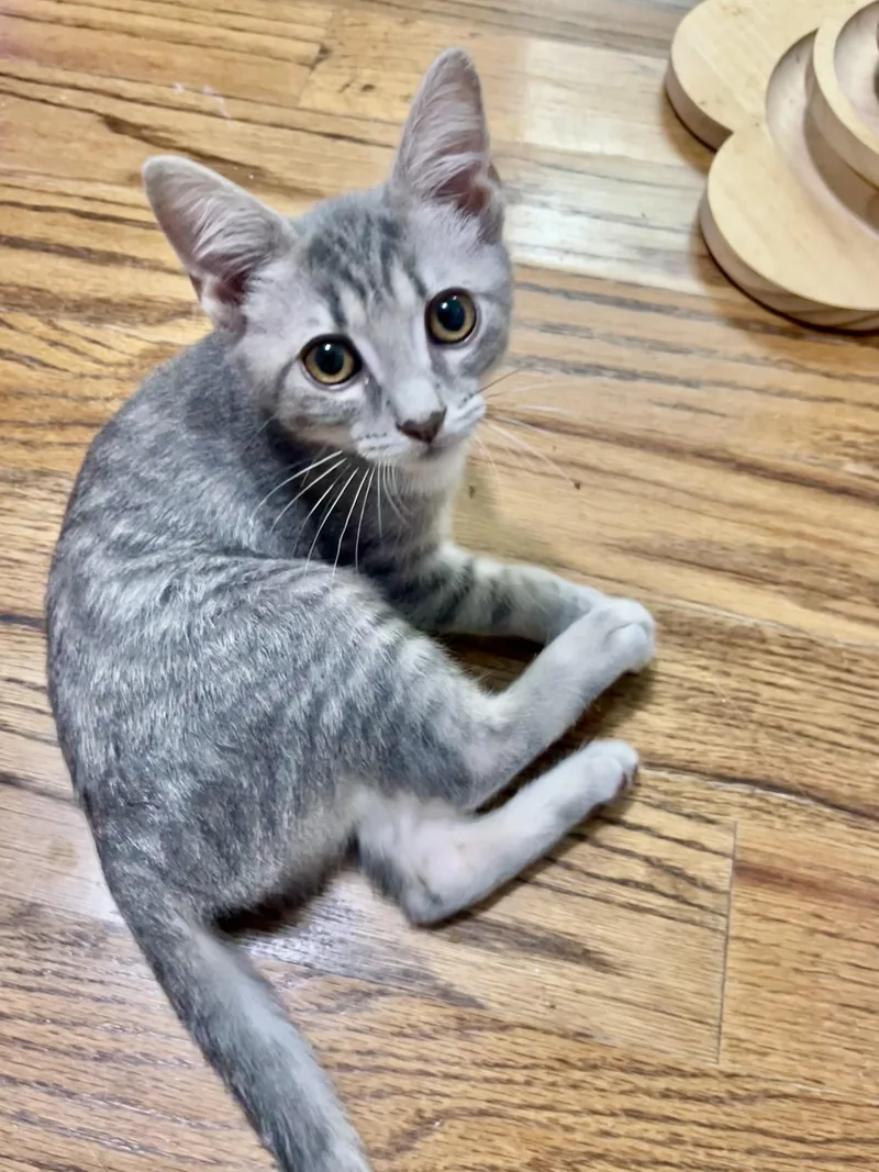 A baby medium-sized male Tabby (Gray / Blue / Silver) Domestic Short Hair cat named Bernard for adoption in Mount Juliet, TN