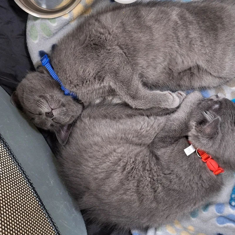 A baby medium-sized male Gray / Blue / Silver Domestic Short Hair cat named Captain and Casper for adoption in BUTLER, PA