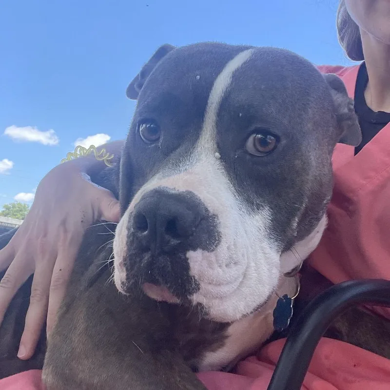 An adult medium-sized male Black Mixed Breed dog named Meatball for adoption in West Palm Beach, FL