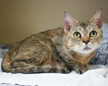 An adult large-sized female Domestic Short Hair cat named Hedwig for adoption in Chamblee, GA