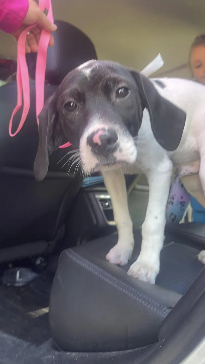 A baby large-sized male Harlequin Coonhound dog named Slushie for adoption in Clinton, WI
