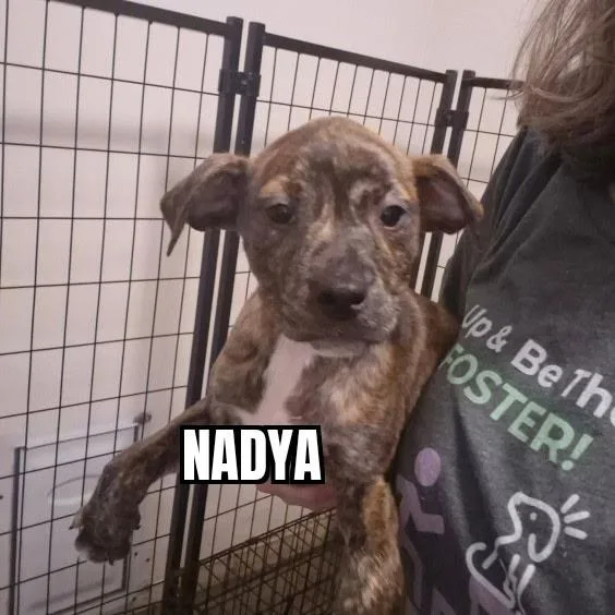 A baby medium-sized female Brindle Pit Bull Terrier dog named Nadya for adoption in Olympia, WA