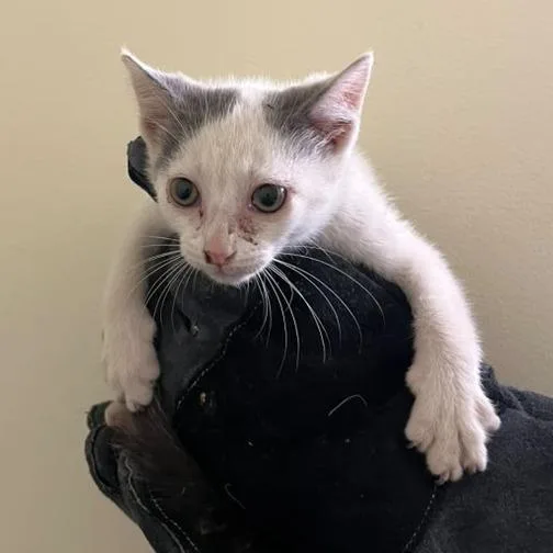 A baby small-sized male White Domestic Short Hair cat named Lenny for adoption in Winchester, VA