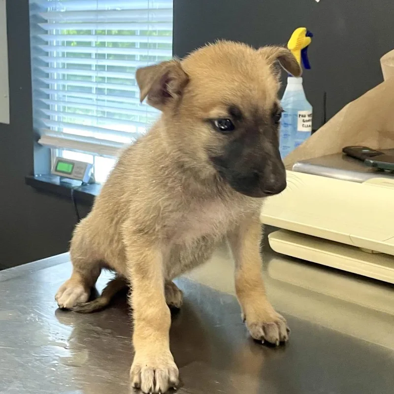 A baby medium-sized male Yellow / Tan / Blond / Fawn German Shepherd Dog dog named Astro for adoption in Livingston, TX