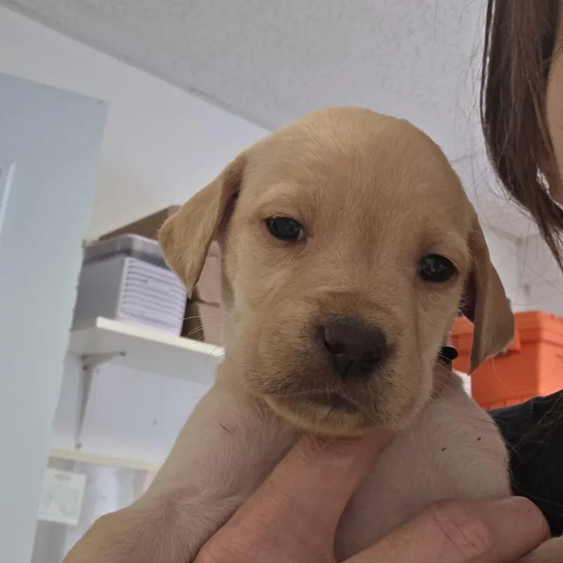 A baby small-sized female Yellow / Tan / Blond / Fawn Mixed Breed dog named Pheobe for adoption in Fort Bragg, CA