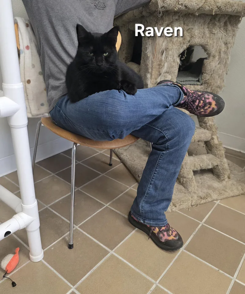 An adult medium-sized female Domestic Short Hair cat named Raven for adoption in Temple, PA