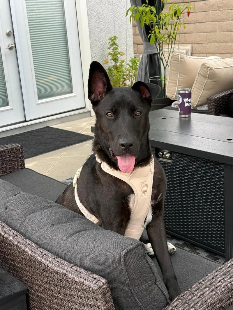 A young large-sized male Black Husky dog named Rocco for adoption in Torrance, CA
