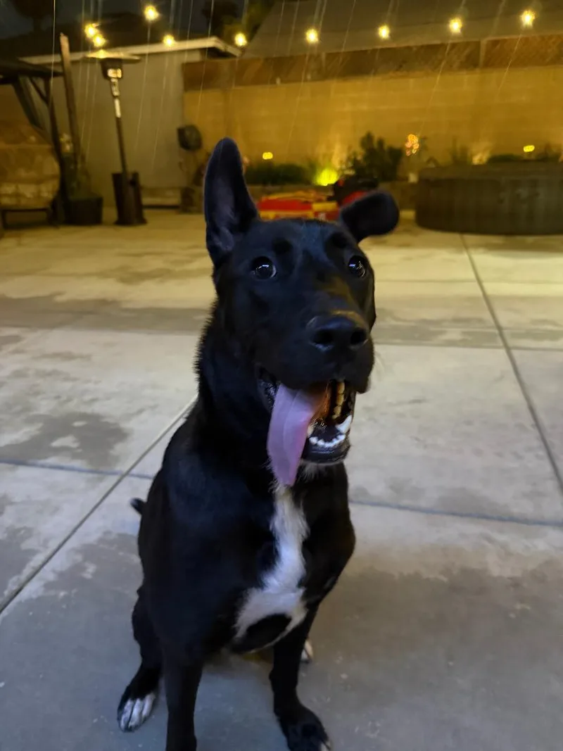 Rocco thumbnail 2
