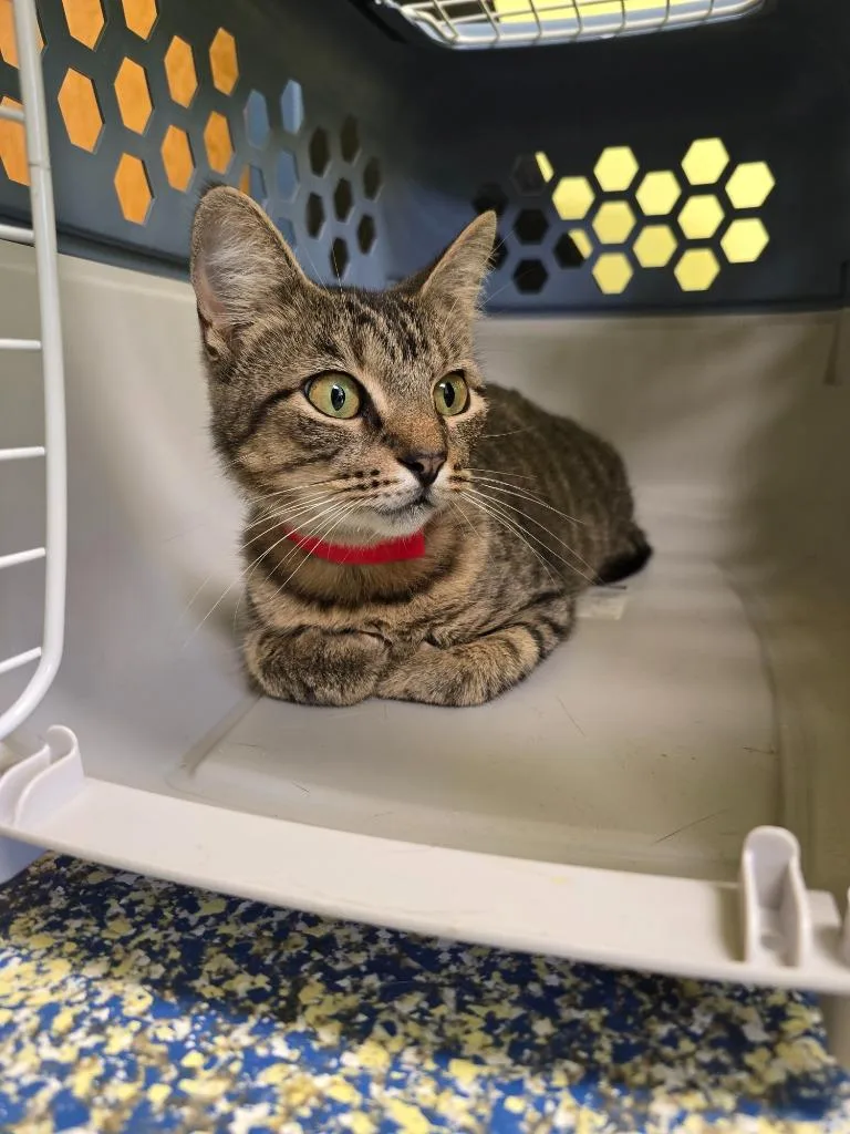 A young small-sized female Domestic Short Hair cat named Jasmine for adoption in Maumelle, AR
