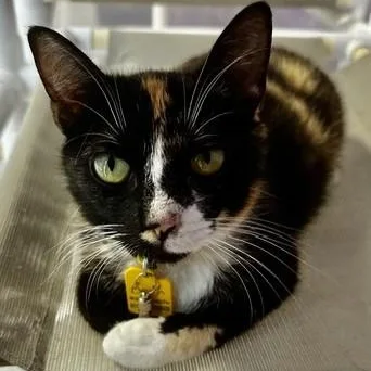 An adult medium-sized female Calico cat named Beth  Wonderful Former for adoption in Hoquiam, WA