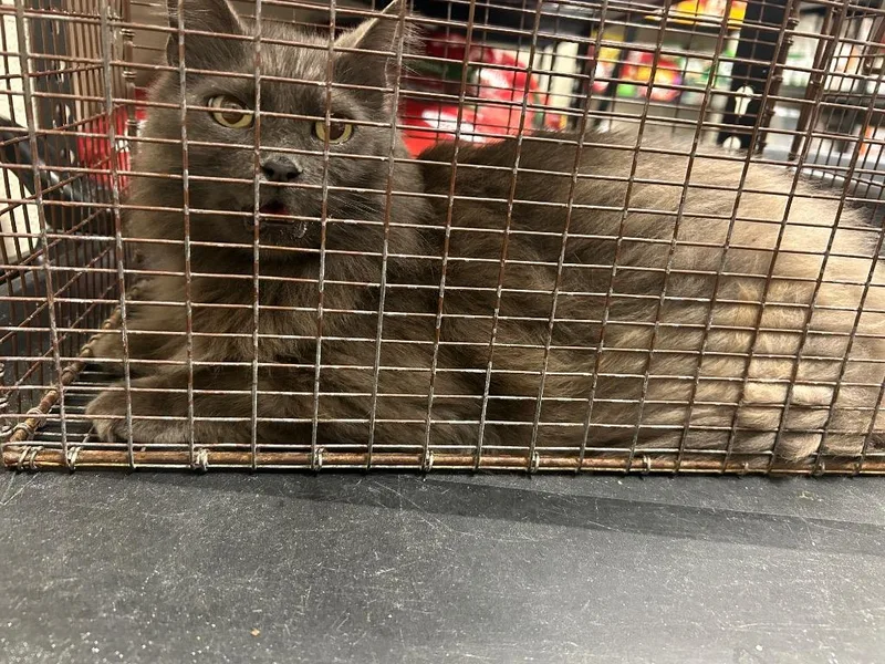 An adult large-sized male Domestic Long Hair cat named 2026-10-121 for adoption in Winder, GA
