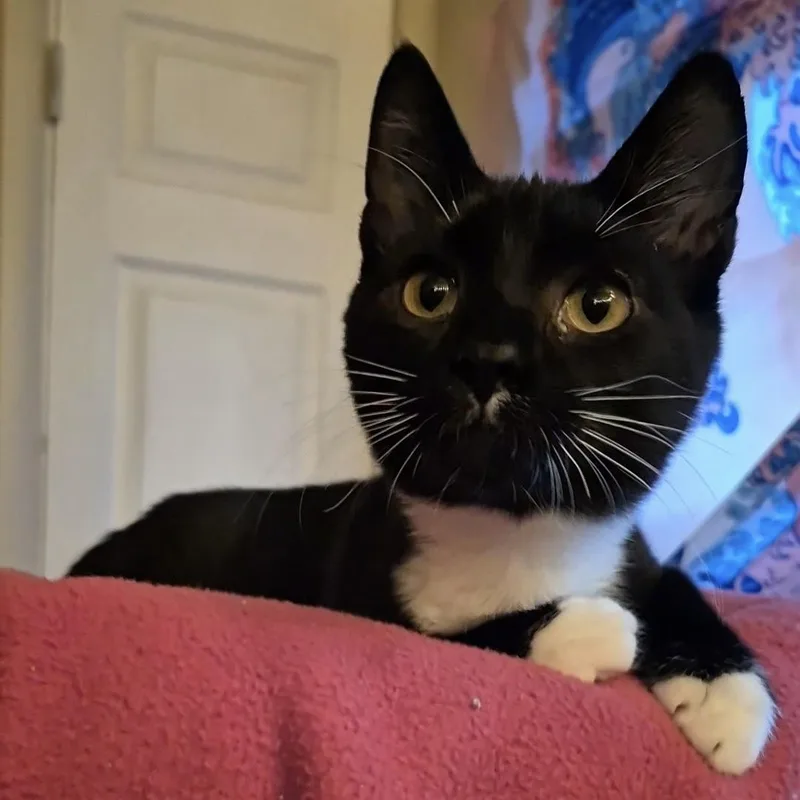 A baby small-sized male Domestic Short Hair cat named Patrick Pie for adoption in Bentonville, AR
