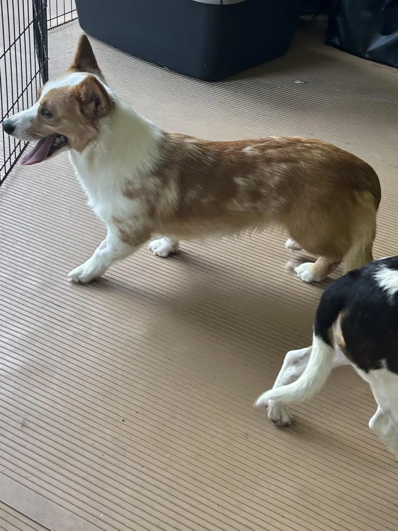 An adult small-sized male Corgi dog named Sam for adoption in Elyria, OH