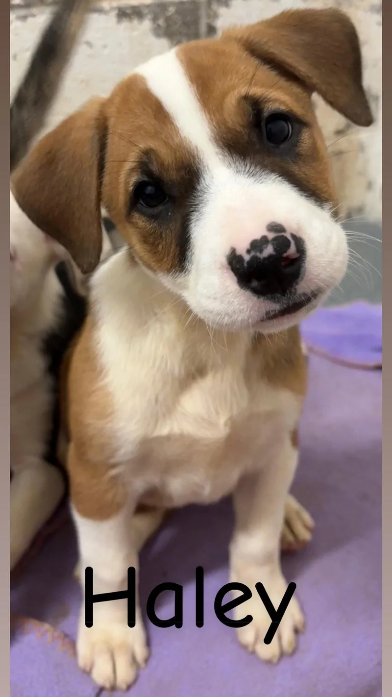 A baby large-sized female Pit Bull Terrier dog named Haley for adoption in Wetumpka, AL