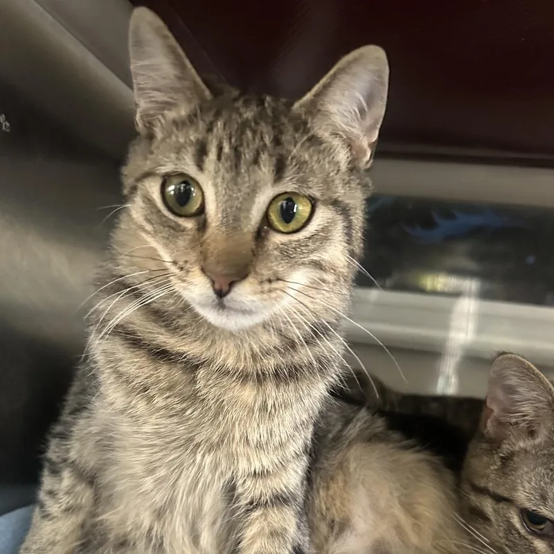 A young medium-sized female Brown / Chocolate Domestic Short Hair cat named Meningitis for adoption in Mount Laurel, NJ