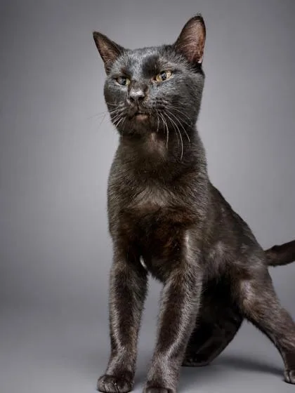 An adult small-sized male Domestic Short Hair cat named Panther for adoption in Bowling Green, KY