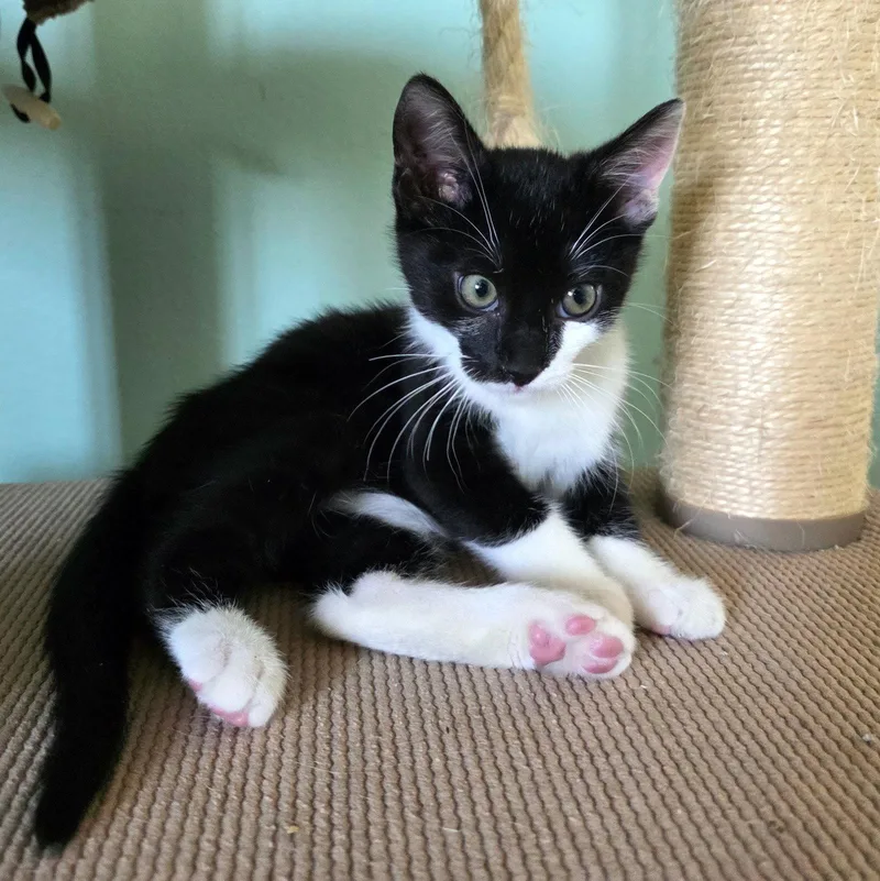 A baby small-sized male Black & White / Tuxedo Domestic Short Hair cat named Jafar for adoption in Mission Viejo, CA