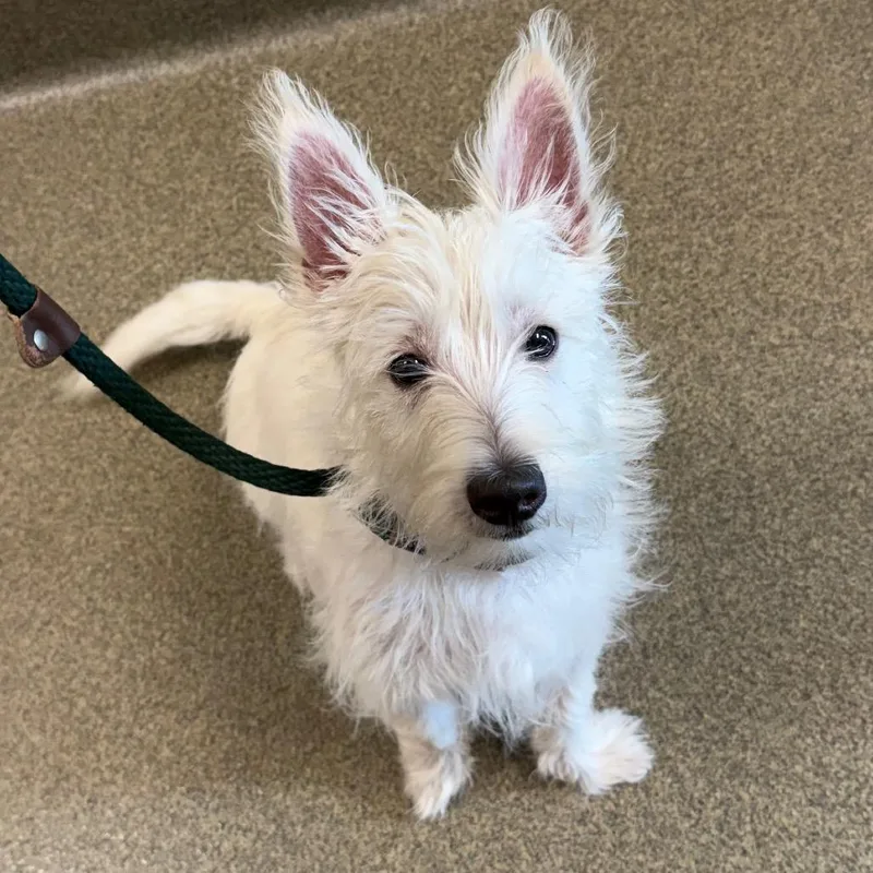 A baby small-sized male White / Cream West Highland White Terrier / Westie dog named Einstein for adoption in Council Bluffs, IA
