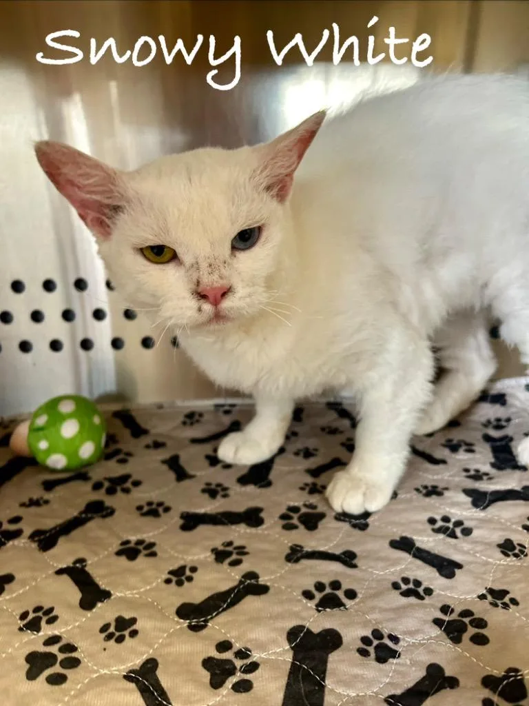 Snowy White