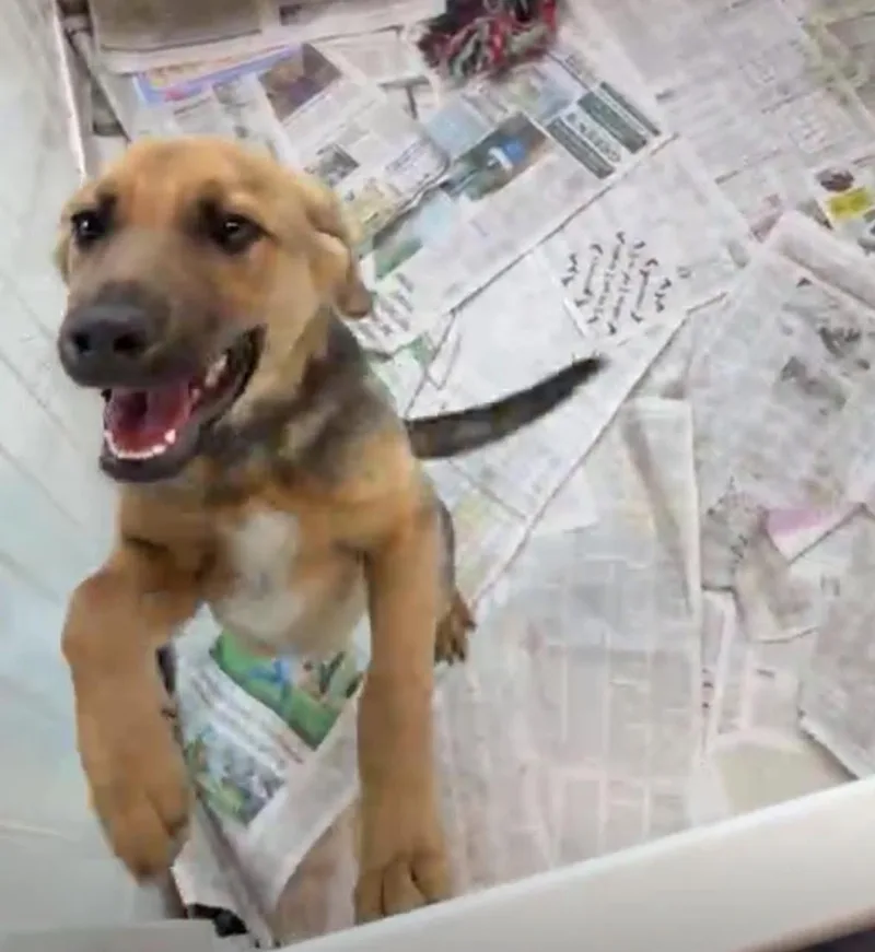 A baby large-sized male Bicolor German Shepherd Dog dog named Hamaz for adoption in Woodbury, NJ