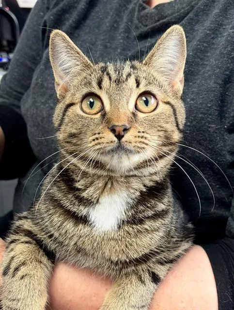A baby small-sized female Domestic Short Hair cat named Sadie for adoption in Canfield, OH