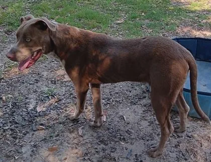 A baby large-sized male Labrador Retriever dog named Meeko for adoption in Conway, SC
