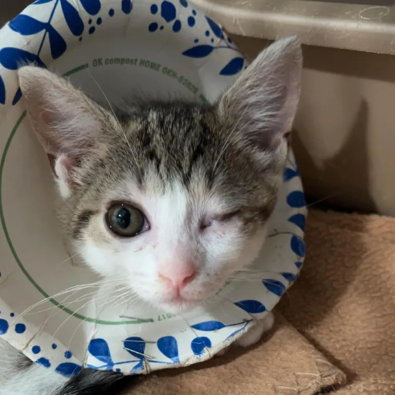 A baby small-sized female White Domestic Short Hair cat named Widget for adoption in Fairmont, WV