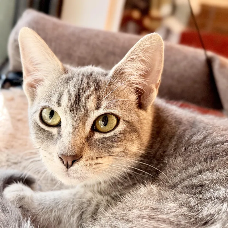 A baby small-sized female Tabby (Gray / Blue / Silver) Domestic Short Hair cat named Betty for adoption in Liverpool, TX