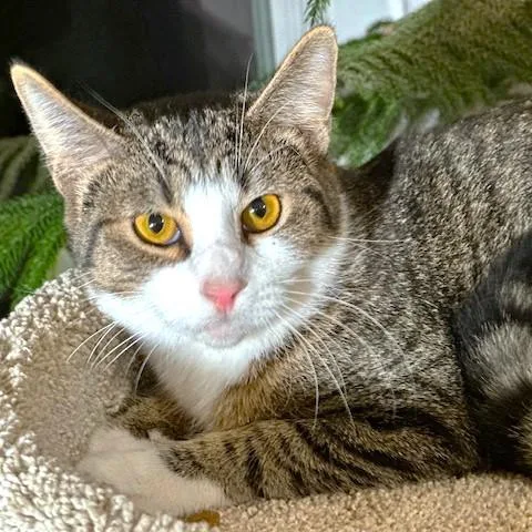 Tangy Sweet Bengal