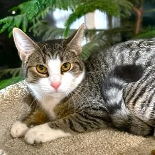 Tangy  Sweet Bengal thumbnail 5