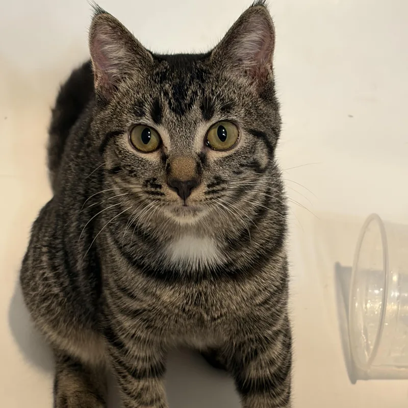 A baby medium-sized female Tabby (Brown / Chocolate) Domestic Short Hair cat named Samantha for adoption in Renton , WA