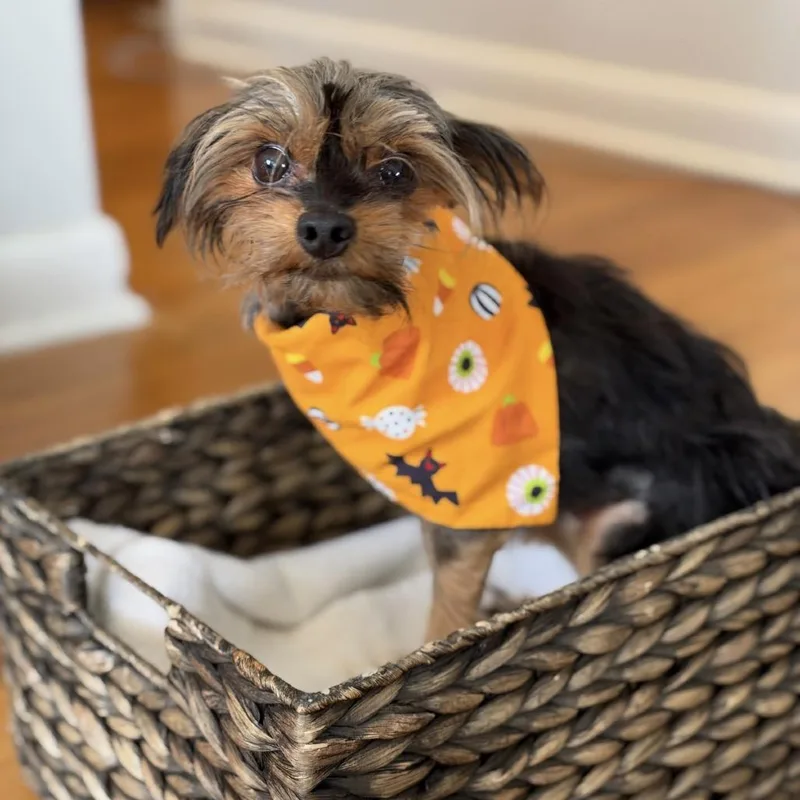 An adult small-sized female Yorkshire Terrier dog named Pixie for adoption in Medford, NJ