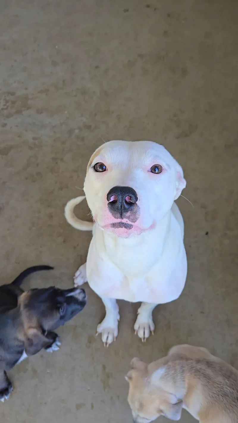 An adult medium-sized female Pit Bull Terrier dog named Inara for adoption in Estherville, IA