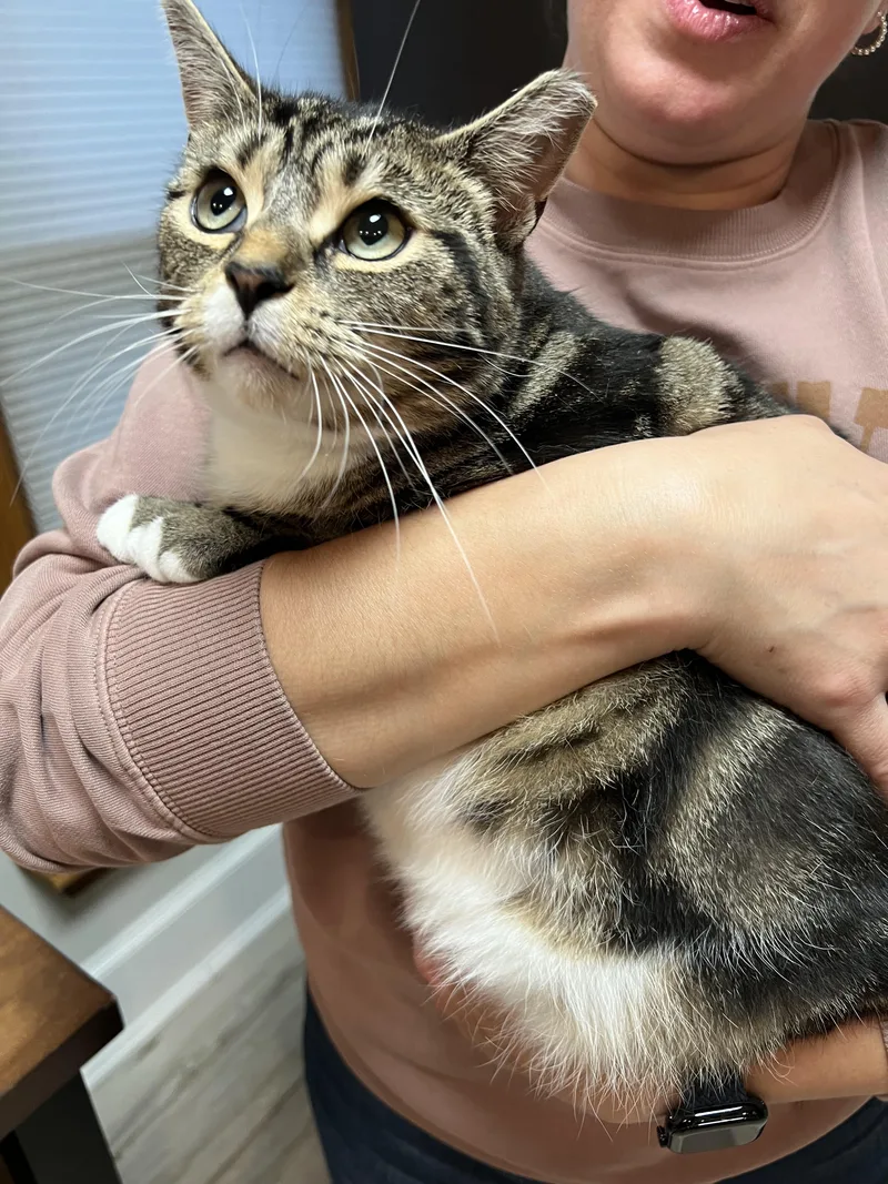 A young medium-sized female Domestic Short Hair cat named Sophia for adoption in Rochester , NY