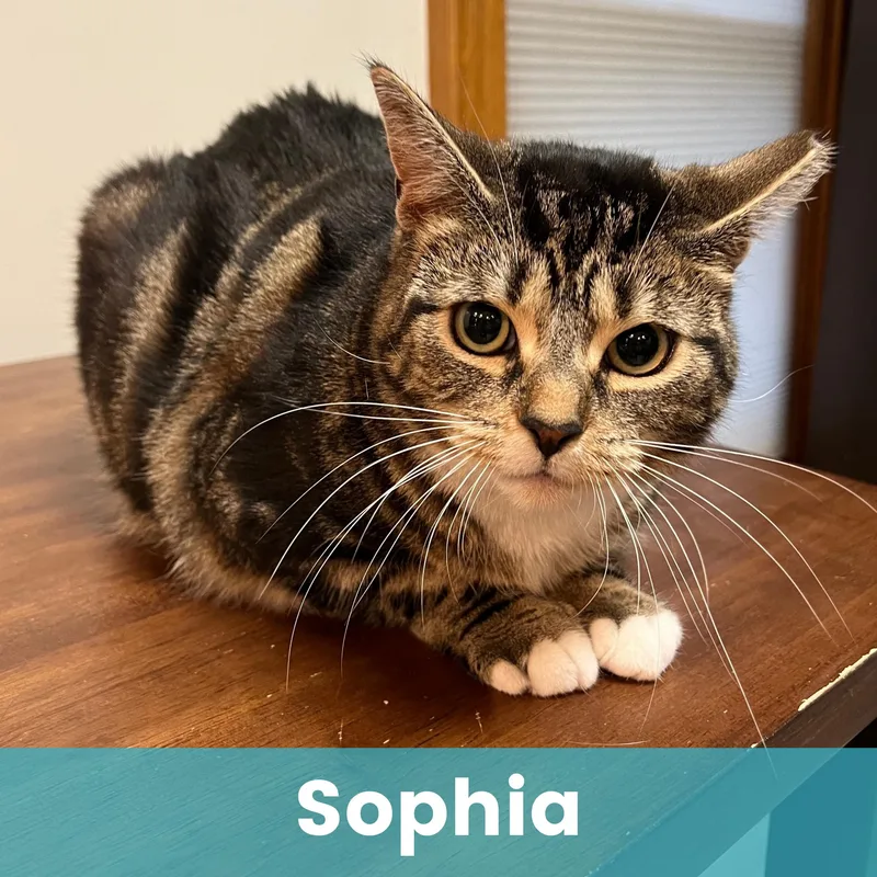 Sophia thumbnail 4