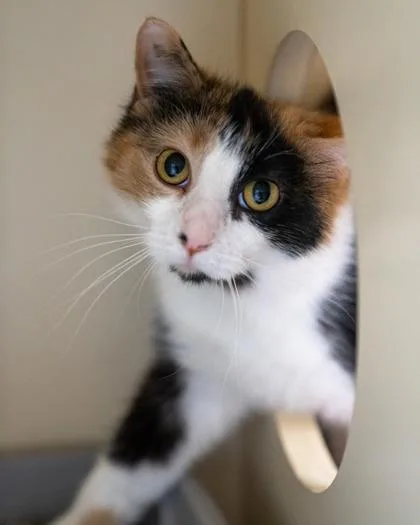 A baby small-sized female Domestic Medium Hair cat named Kira for adoption in Pequot Lakes, MN
