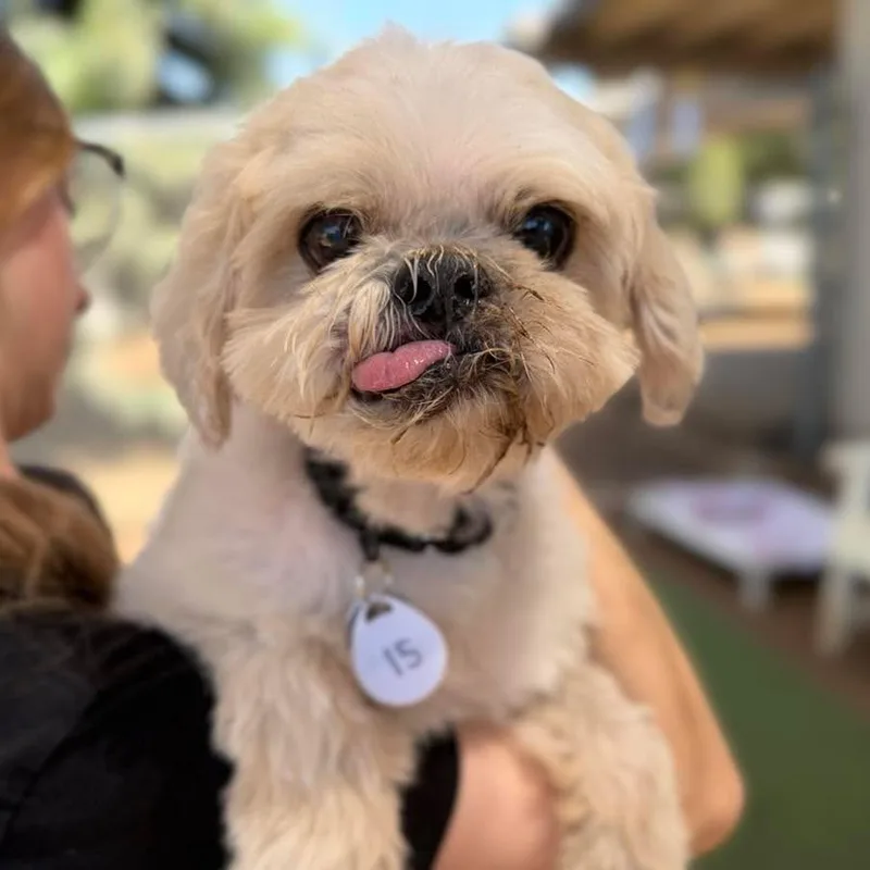 A senior small-sized male White / Cream Shih Tzu dog named Charlie for adoption in Ramona, CA