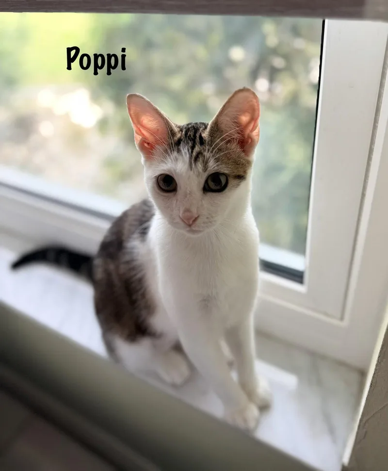 A baby medium-sized female Tabby cat named Poppi for adoption in Fort Myers, FL