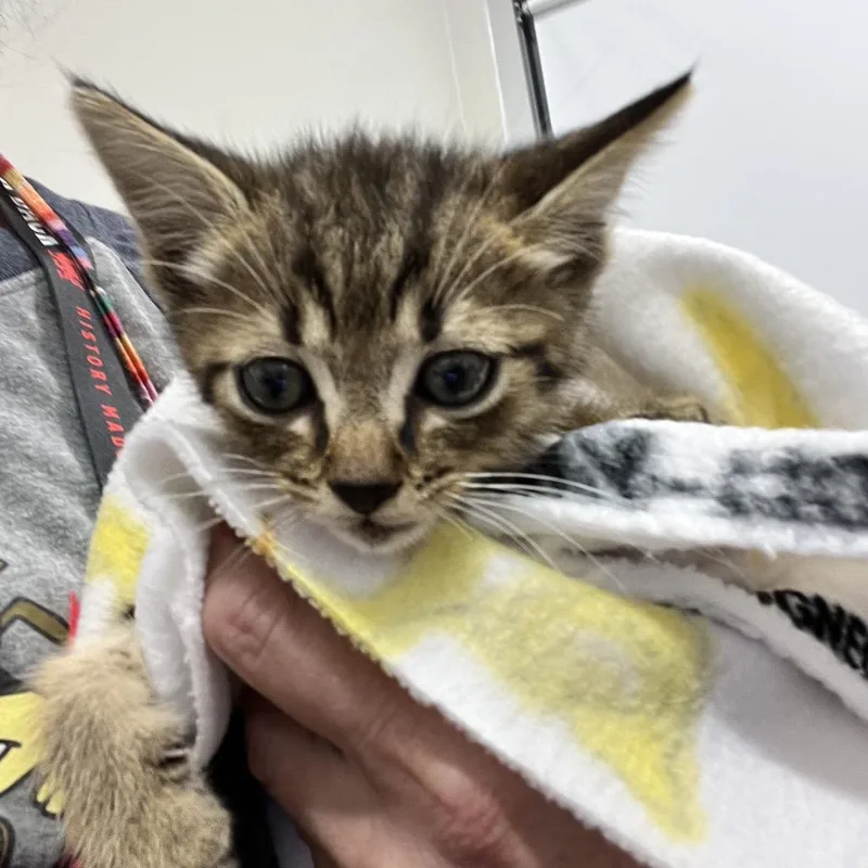 A baby small-sized female Brown / Chocolate Domestic Short Hair cat named Minnie for adoption in Chattanooga, TN
