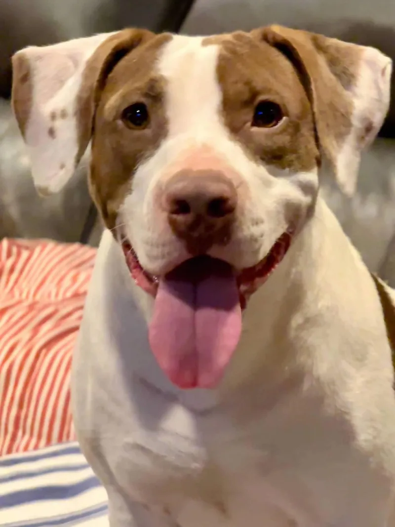 An adult large-sized female Pit Bull Terrier dog named Peachessweet Treat for adoption in Oakhurst, NJ