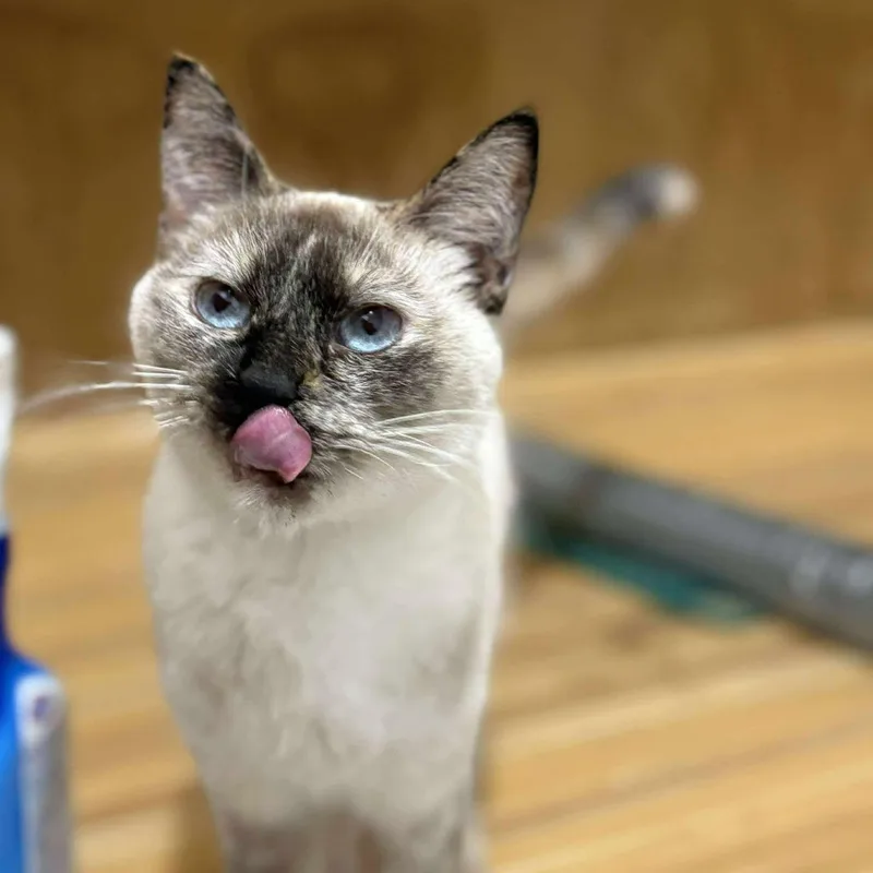 An adult medium-sized female Blue Cream Domestic Short Hair cat named Raven for adoption in Las Cruces, NM