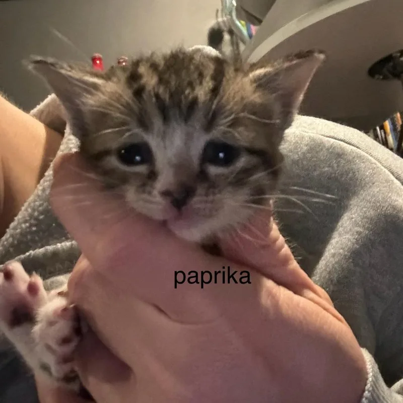 Paprika