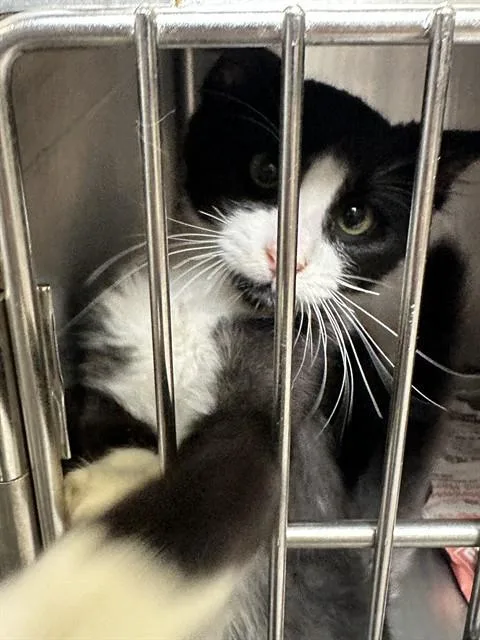 A baby small-sized male Domestic Short Hair cat named Louie for adoption in Stockton, CA
