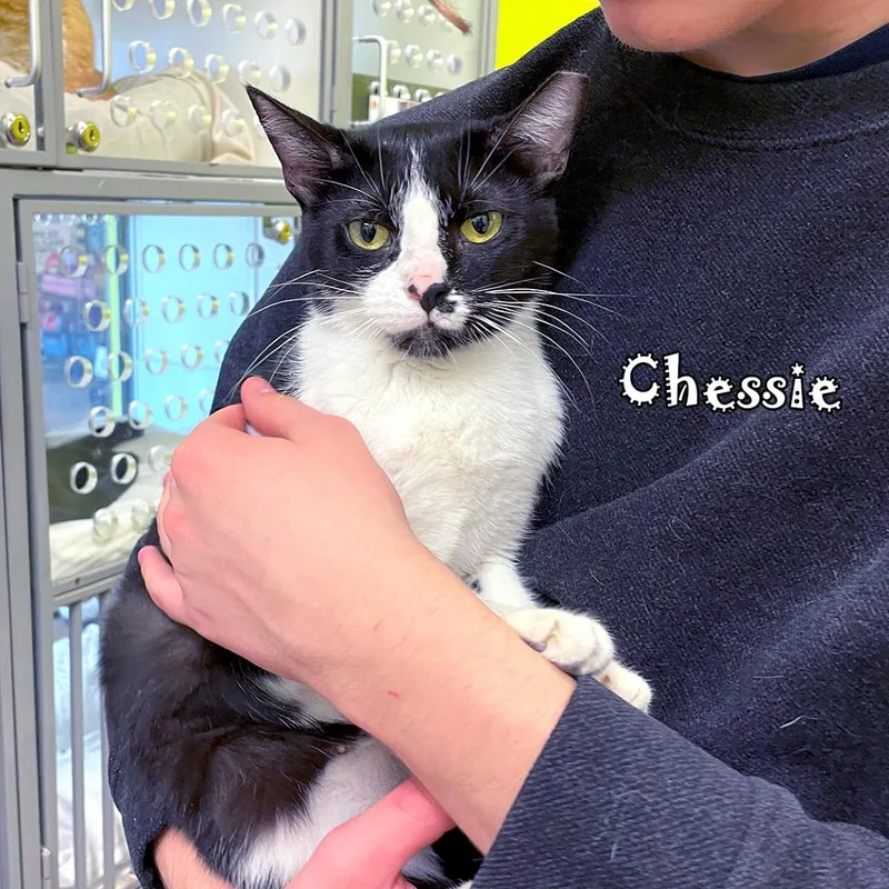 Chessie @ Pawz Pet