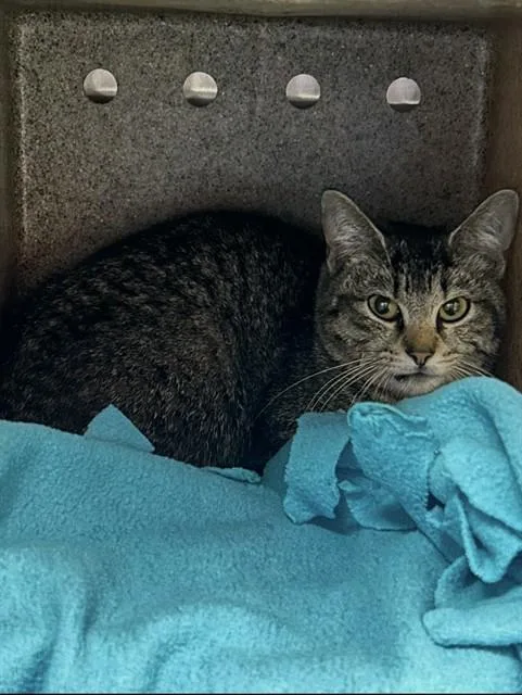 A young small-sized female Domestic Short Hair cat named A Gentle Rain for adoption in Louisville, KY