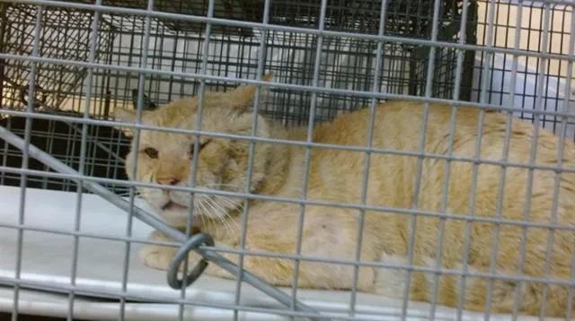 An adult small-sized male Domestic Short Hair cat named Lucas for adoption in Miami, FL