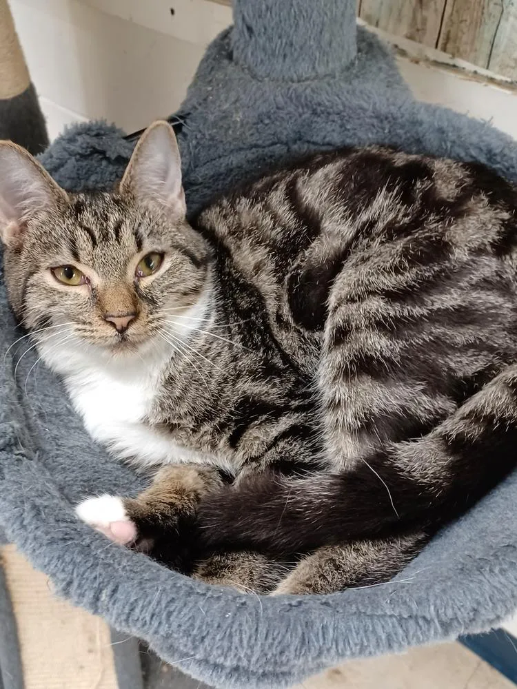 An adult medium-sized female Domestic Short Hair cat named Marbles for adoption in Hartwell, GA